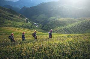 Scenic view of rice terraces with farmers in traditional wear during harvest season.
